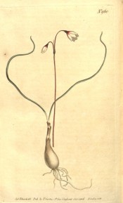 Depicted are white, red-tinged, cup-shaped flowers and, separately, bulb and leaves.  Curtis's Botanical Magazine t.960, 1806.