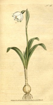 Depicted is a single white, cup-shaped flower with green spots, with bulb and leaves.  Curtis's Botanical Magazine t.46, 1786.