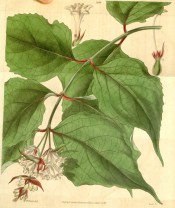 Shown are leaves and pendant spikes of white flowers among dark purple-red bracts.  Curtis's Botanical Magazine t.3699, 1839.