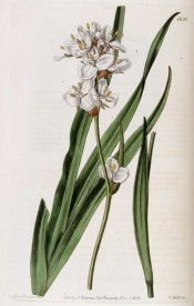 Illustrated are sword-shaped leaves and dense cluster of white 3-petalled flowers.  Botanical Register f.1630, 1833.