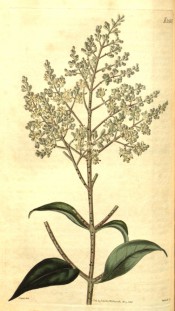 Figured are large glossy leaves and terminal panicle of tiny white flowers.  Curtis's Botanical Magazine t.2565, 1825.