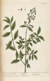 Figured are the lance-shaped leaves and round black berries.  Blackwell pl.140, 1737.