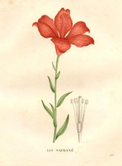 Figured are lance-shaped leaves and upright orange, trumpet-shaped flower.  Saint-Hilaire pl.463, 1832.
