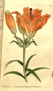 Figured are lance-shaped leaves and upright orange, trumpet-shaped flowers.  Curtis's Botanical Magazine t.36, 1788.