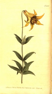 Figured are lance-shaped leaves and a single, nodding, yellow trumpet-shaped flower.  Curtis's Botanical Magazine t.800, 1804.