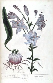 Figured are leaves, bulb and flowering stem with white, trumpet-shaped flowers.  Blackwell pl.11, 1737.
