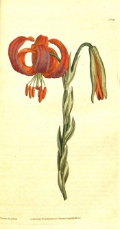 Figured are lance-shaped leaves stem leaves and nodding, orange turk's cap flower.  Curtis's Botanical Magazine t.30, 1790.