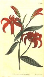 The lily shown has narrow, strongly reflexed, deep red flowers.  Curtis's Botanical Magazine t.1165, 1809.