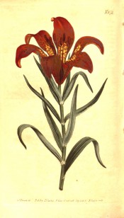 Shown are lance-shaped leaves and orange-scarlet, trumpet-shaped flowers, yellow throat. Curtis's Botanical Magazine t.872,1805.