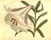 Illustrated are lance-shaped leaves and white, pink-flushed trumpet-shaped flower.  Curtis's Botanical Magazine t.1591, 1813.
