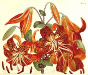 Figured are nodding, orange turk's-cap lilies with dark spots.  Curtis's Botanical Magazine t.1237, 1809.