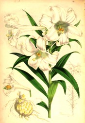 Illustrated are the lance-shaped leaves and trumpet-shaped, pure white flowers.  Elwes pl.32, 1880.