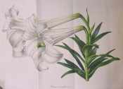 illustrated are the lance-shaped leaves and trumpet-shaped, pure white flowers.  Flore des Serres pl.I & II , 1847.