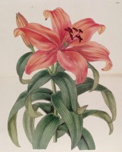 The image shows an upright, funnel-shaped flower, petals orange-red.  Botanical Register f.38, 1839.