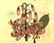 Shown is an umbel of several nodding, purplish-red turk's cap flowers with dark spots. Curtis's Botanical Magazine t.893, 1805.