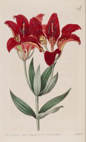 Figured are lance-shaped leaves and orange-red, upright, trumpet-shaped flowers.  Botanical Register  f.594, 1822.