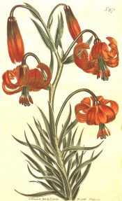 Shown are lance-shaped stem leaves and nodding, orange-scarlet turkscap flowers. Curtis's Botanical Magazine t.971, 1806.