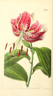 Figured are lance-shaped leaves and a pink lily with darker, raised spots and reflexed petals.  Botanical Register f.2000, 1837.