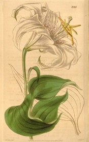 Shown are lance-shaped leaves and a white lily with pink spots and reflexed petals.  Curtis's Botanical Magazine t.3785, 1840.