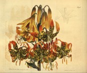 Figured is an umbel of several nodding, orange turk's cap flowers with dark spots. Curtis's Botanical Magazine t.936, 1806.