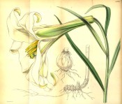 Shown are lance-shaped leaves and trumpet-shaped, cream flowers tinged with green.  Curtis's Botanical Magazine t.4561, 1851.