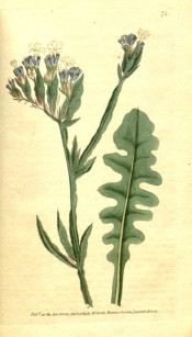 Shown are leaves and winged stems bearing panicles of tiny, funnel-shaped blue flowers.  Curtis's Botanical Magazine t.71, 1789.