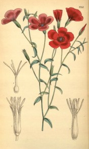 The image shows lance-shaped leaves and striking single red flowers.  Curtis's Botanical Magazine t.4956, 1856.