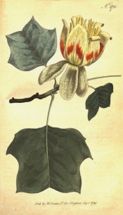Figured are 3-lobed leaves and large, upright, cup-shaped red and yellow flower.  Curtis's Botanical Magazine t.275, 1794.