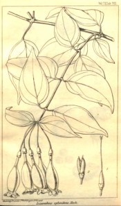 The line drawing shows leaves and pendant flowers.  London Journal of Botany vol. vi, tab.8, 1847.