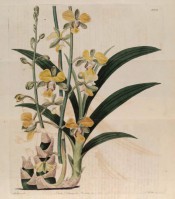 Figured are pseudo-bulbs, leaves and yellow flowers, the sepals green striped with brown.  Botanical Register f.1002, 1826.