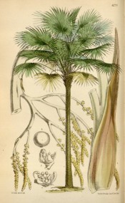 The image depicts the palm tree with fan-like fronds and details of flower and fruit.  Curtis's Botanical Magazine t.6274, 1877.