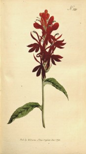 Figured are toothed leaves and raceme of tubular brilliant scarlet-red flowers.  Curtis's Botanical Magazine t.320, 1795.