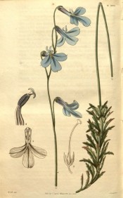 Shown are the toothed, lance-shaped leaves and large purplish-blue flowers.  Curtis's Botanical Magazine t.2701, 1826.