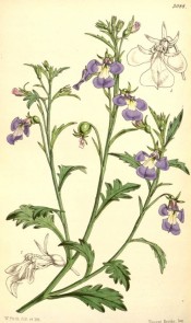 Figured is a trailing plant with pinnatifid leaves and blue, white-throated flowers.  Curtis's Botanical Magazine t.5088, 1858.