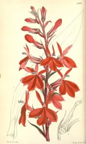 Figured is a raceme of scarlet flowers on a dark red stem.  Curtis's Botanical Magazine t.4960, 1857.