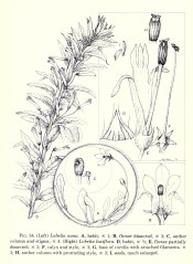 The figure shows detail of the flowers of Lobelia laxiflora on the right. Flora of Guatemala p.424, fig.54. 1976