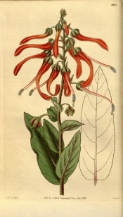 Figured are oblong, toothed leaves and crimson flowers.  Curtis's Botanical Magazine t.3207, 1833.