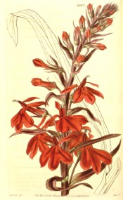 Figured is a raceme of scarlet flowers on a dark red stem.  Curtis's Botanical Magazine t.4002, 1843.