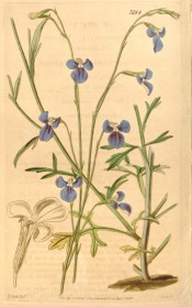 Figured are deeply toothed, obovate leaves and deep blue flowers with a white eye.  Curtis's Botanical Magazine t.3784, 1840.