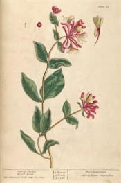 Shown is a climber with oval leaves and axillary whorls of tubular, pink-flushed flowers.  Blackwell pl.25, 1837.