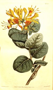 Shown are elliptic leaves and terminal, spreading whorls of  yellow flowers.  Curtis's Botanical Magazine t.1318, 1810.