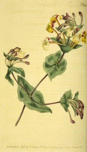 Figured is a twining honeysuckle with cream and white flowers, flushed pink outside.  Curtis's Botanical Magazine t.640, 1803.