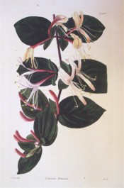 Figured are ovate leaves and axillary pairs of tubular, purple-flushed, white flowers. Loddiges Botanical Cabinet no.1037, 1826.