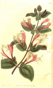 Figured are ovate leaves and axillary pairs of tubular, red-flushed, white flowers.  Curtis's Botanical Magazine t.3316, 1834.