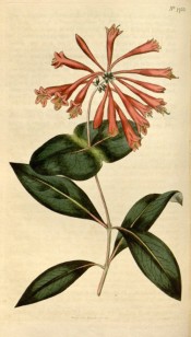 Figured are oblong leaves and terminal whorl of tubular, rich scarlet-orange flowers.  Curtis's Botanical Magazine t.1753, 1815.