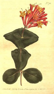 Figured are oval leaves and terminal whorls of tubular, rich scarlet-orange flowers.  Curtis's Botanical Magazine t.781, 1804.