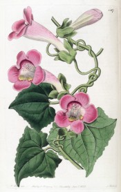 Figured is a climber with toothed, triangular leaves and rose-coloured flowers.  Botanical Register f.1381, 1830.