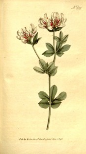 Figured are silvery pinnate leaves and terminal umbels of creamy, pink-flushed flowers. Curtis's Botanical Magazine t.336, 1796.