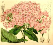 Figured are oblong-lanceolate leaves and dense corymb of pink flowers.  Curtis's Botanical Magazine t.3946, 1842.