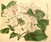 Figured are oblong, pointed leaves and terminal corymb of pale pink flowers.  Curtis's Botanical Magazine t.4132, 1845.